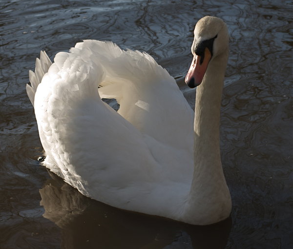 Swan Lake