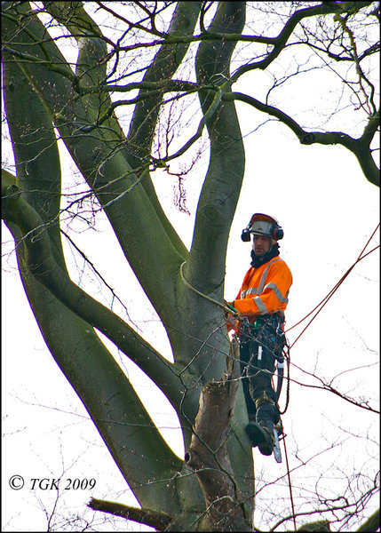 Tree Cutter.