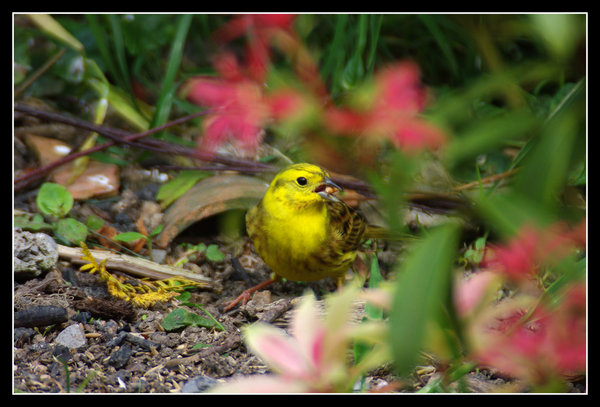 Yellow Hammer