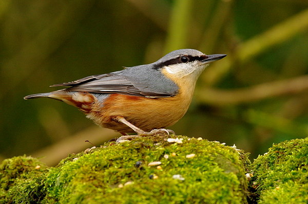Yet another bird!