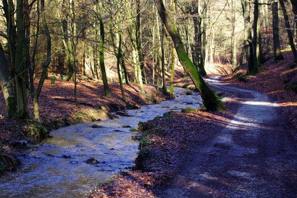 along the brook