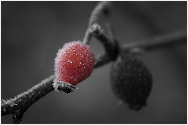 dog rose