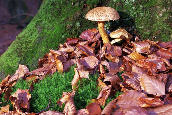 forest floor