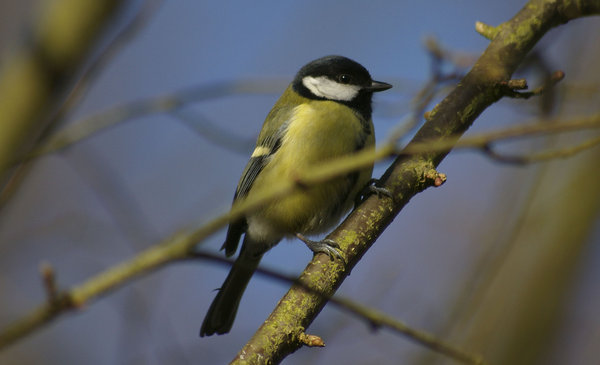 great tit