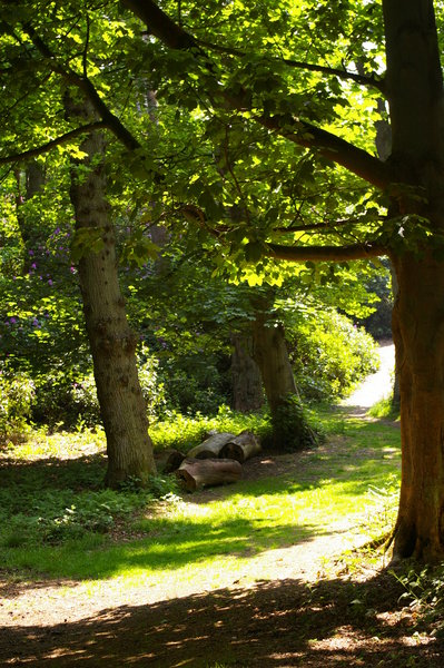 in the woods