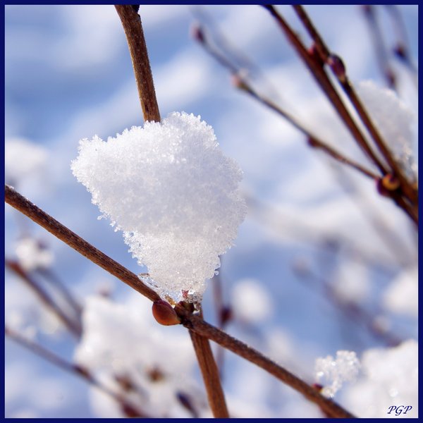 winter hazel