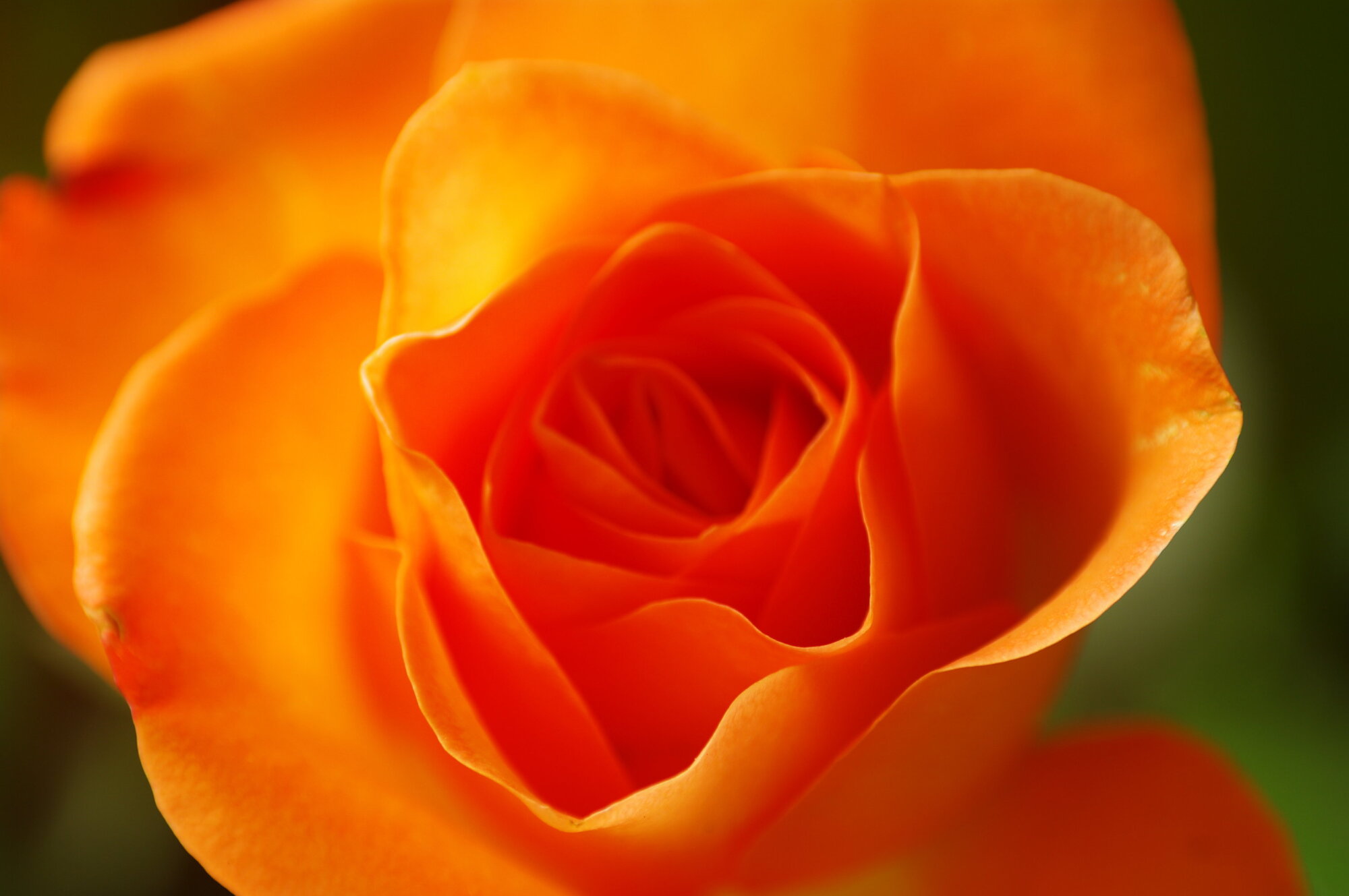 A rose by any other name
