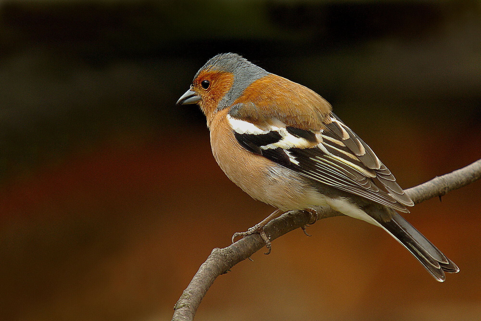 Chaffinch.