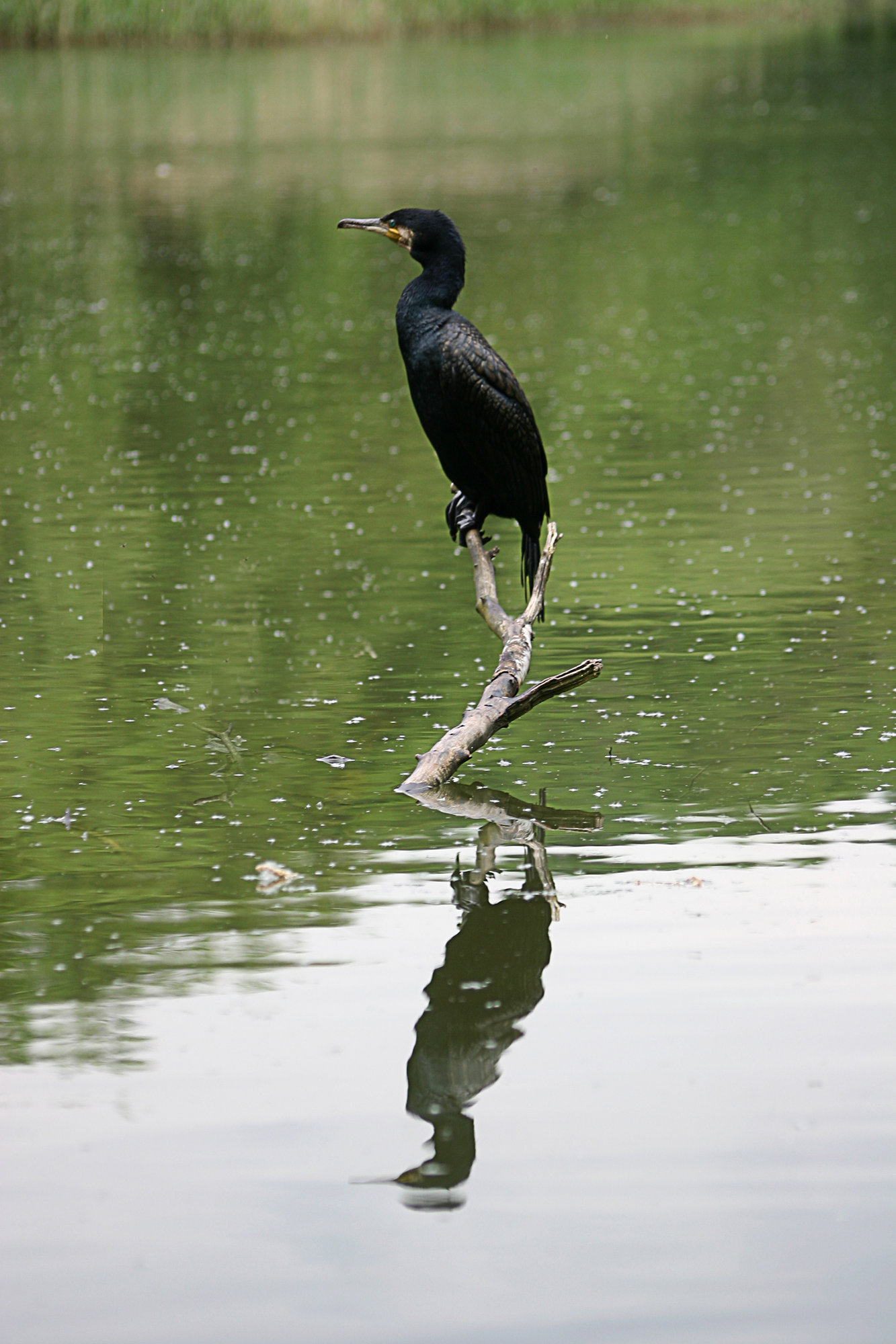 Cormorant