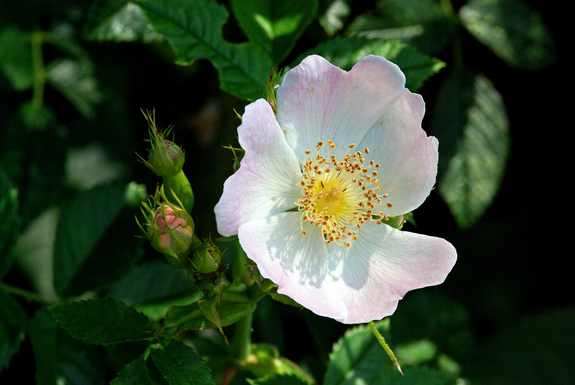 Dog Rose