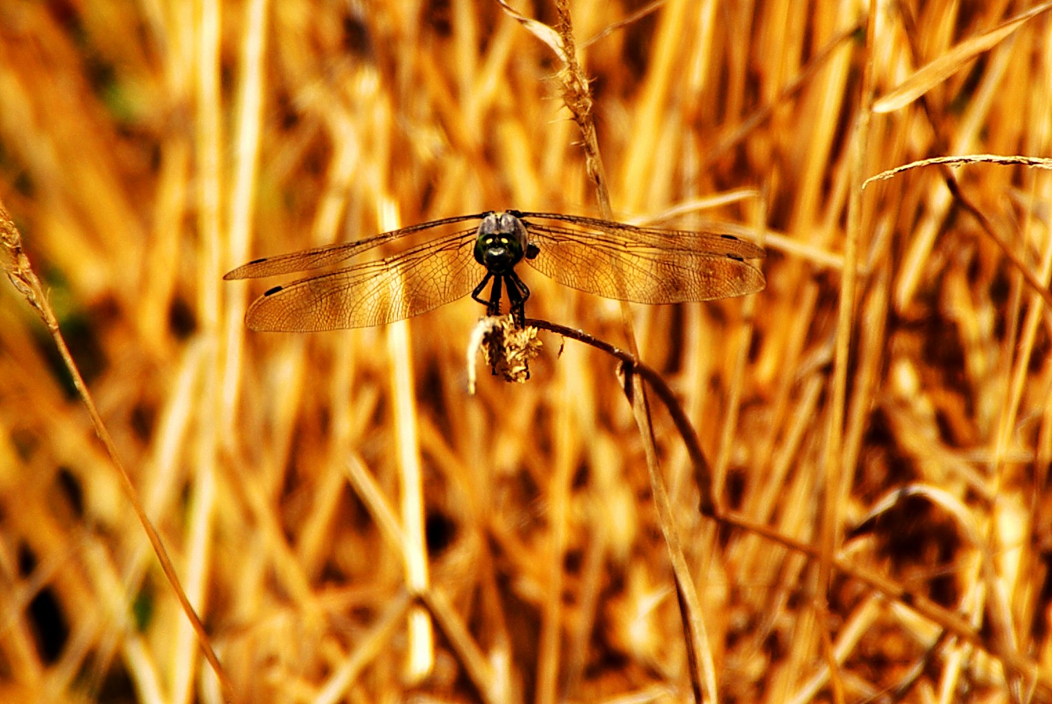 Dragon Fly