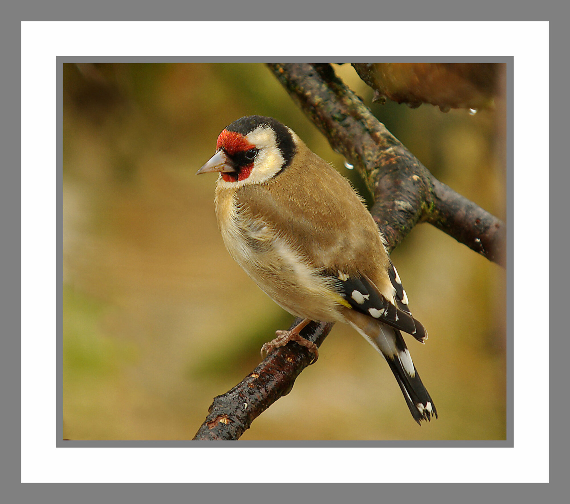 Goldfinch.