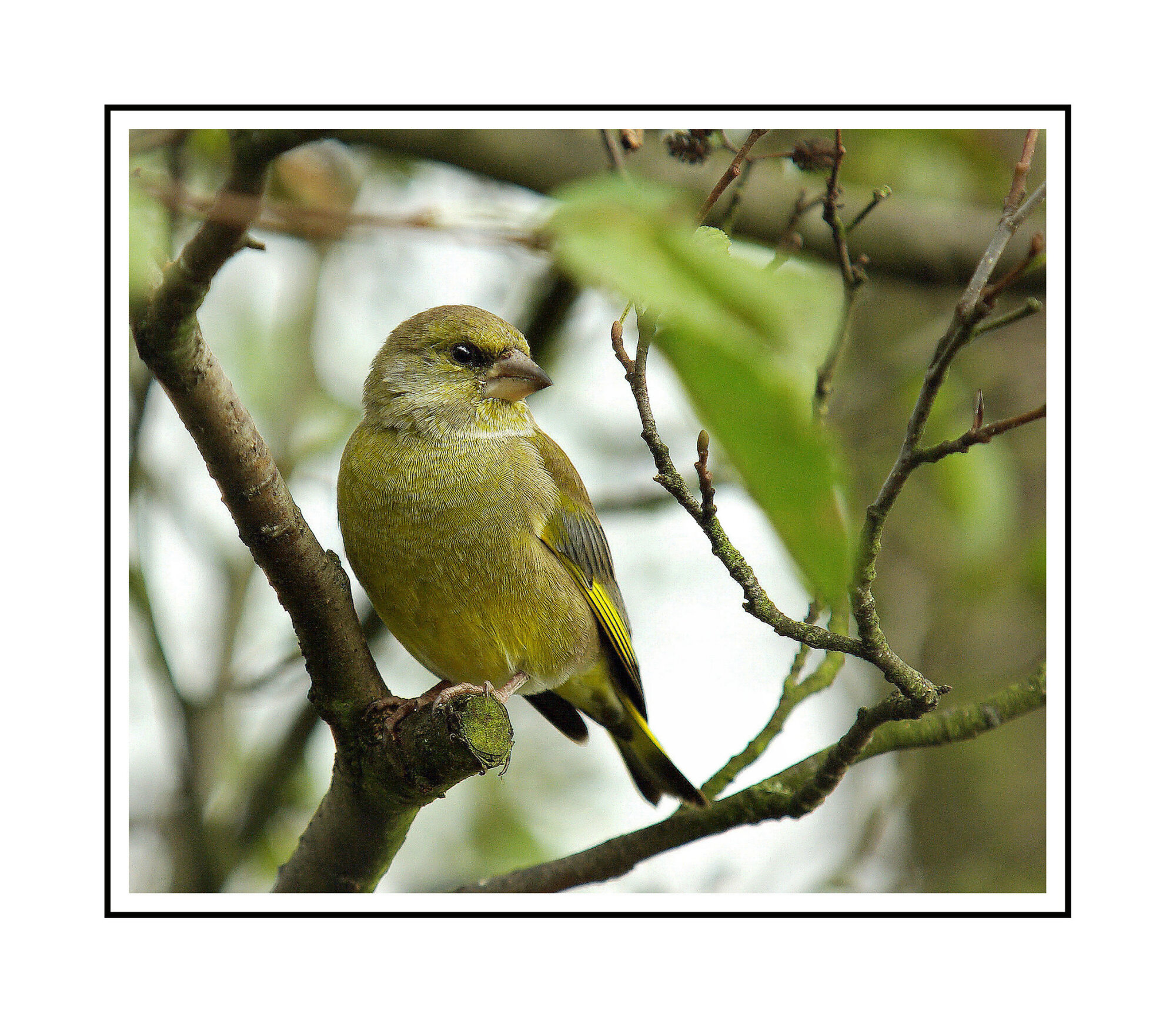 Greenfinch.