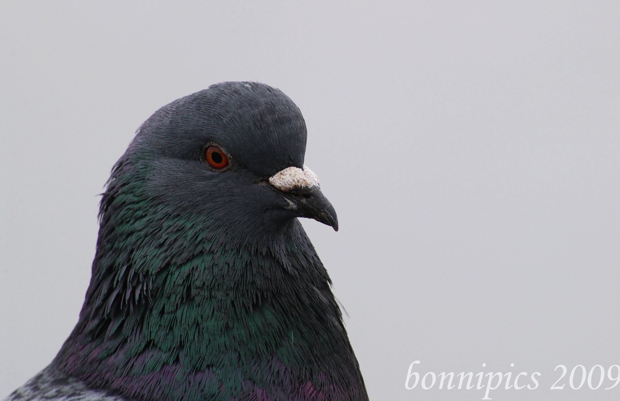 It's a Pigeon!