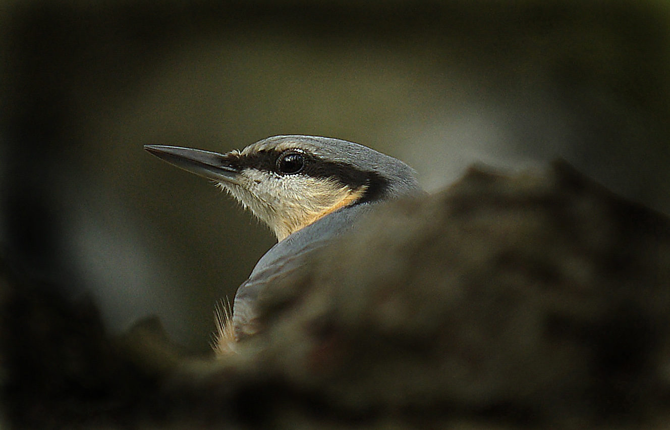 Nuthatch.