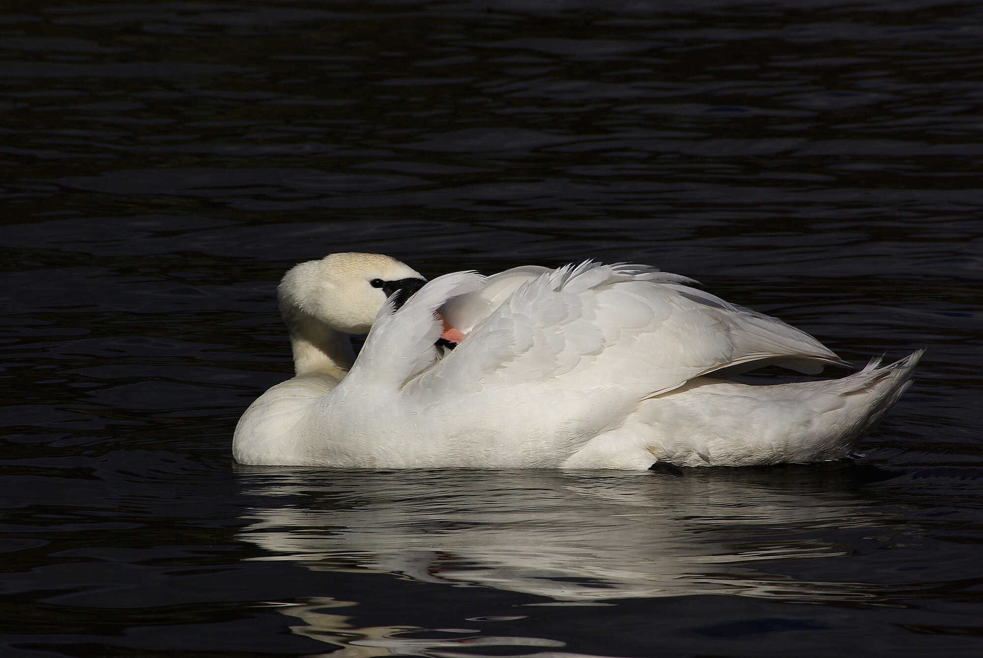 Resting