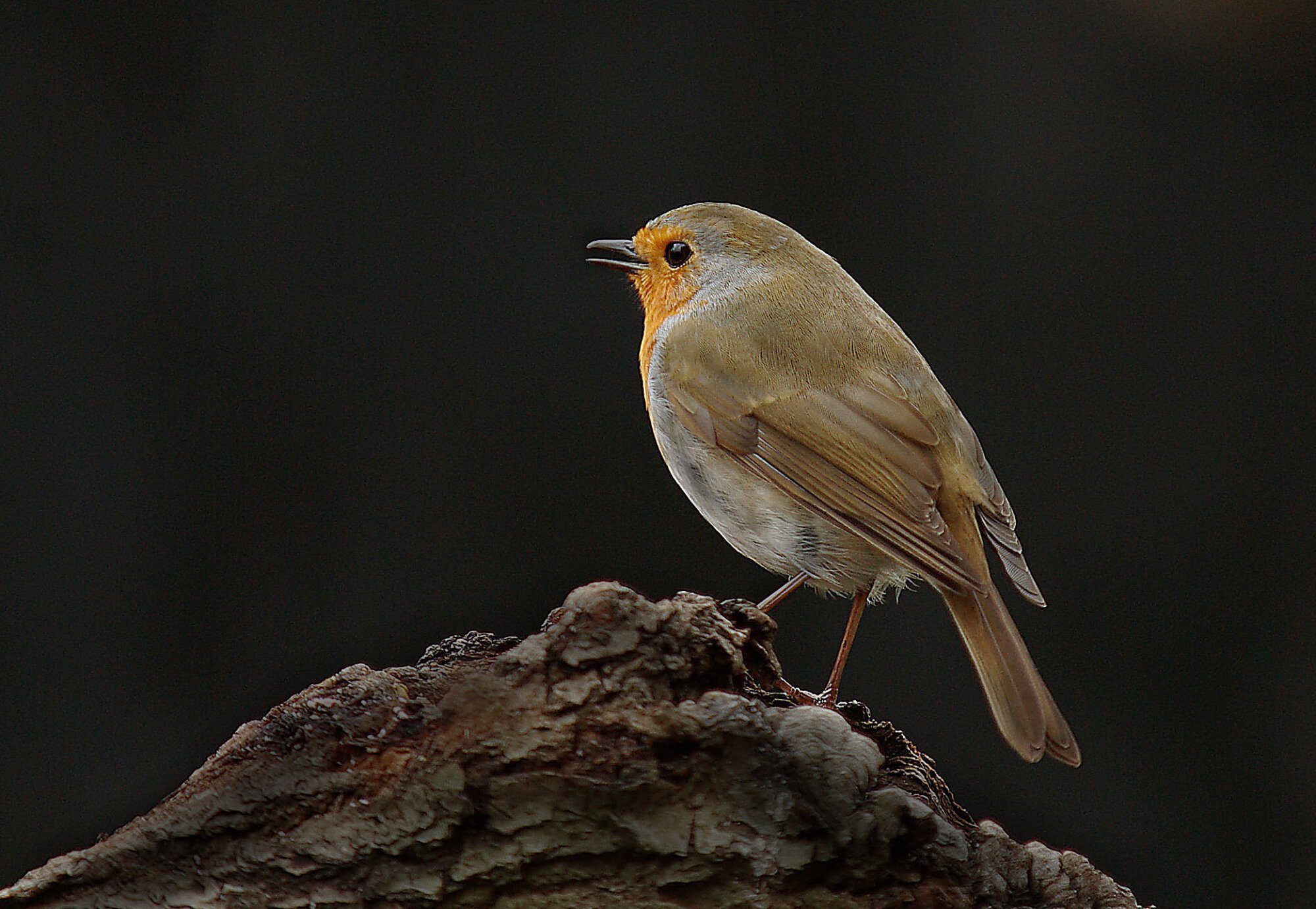 Robin.