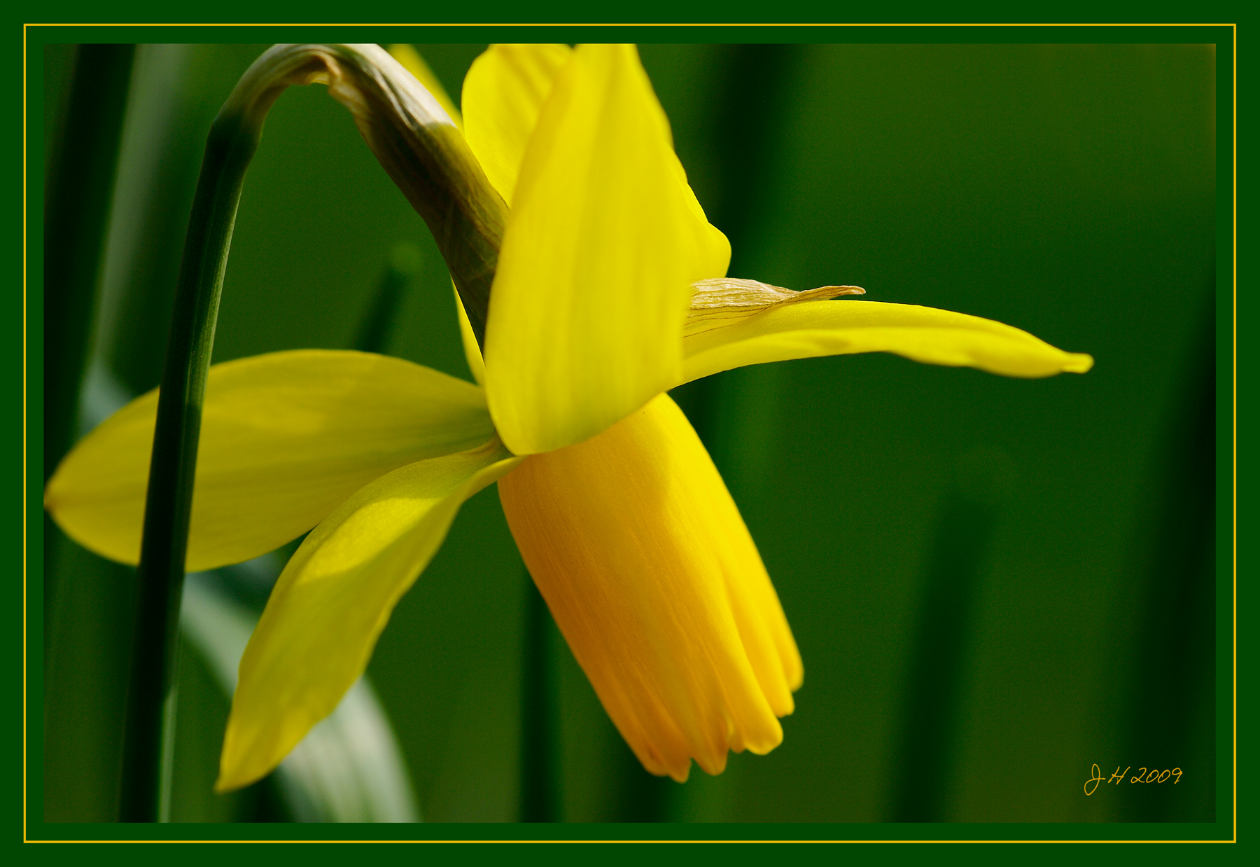 Single Daff