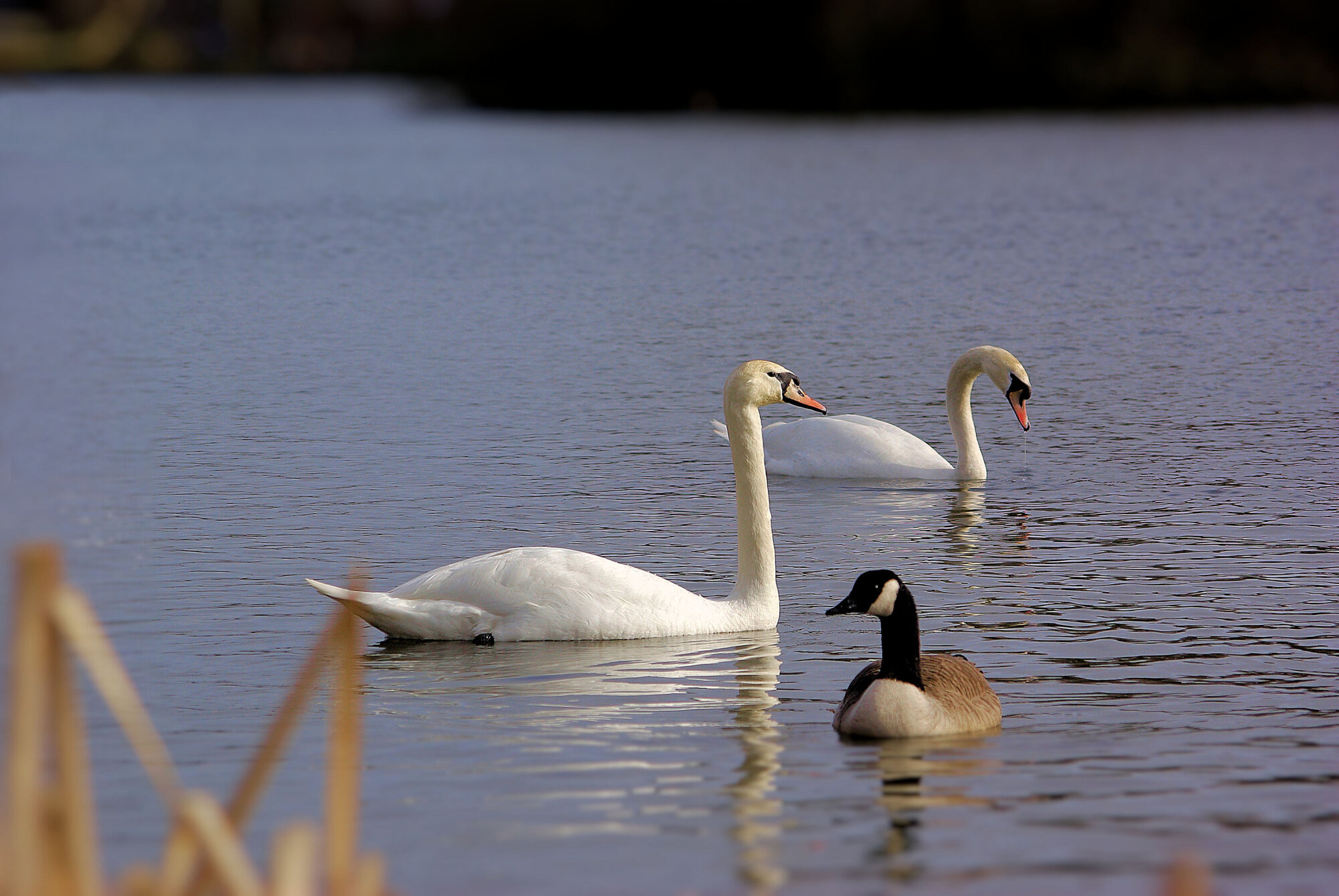swans