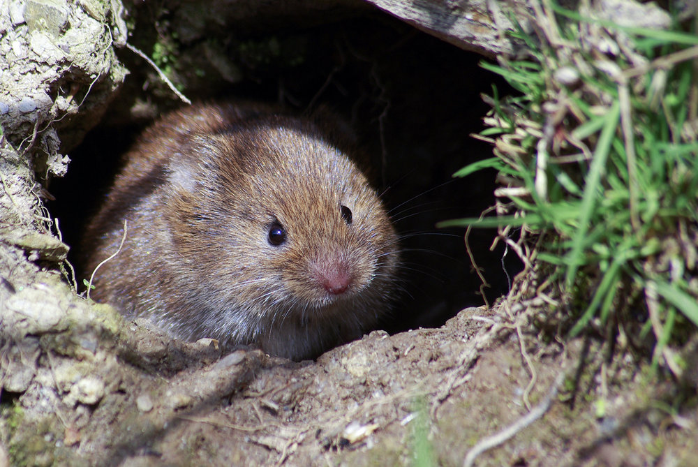 Bank Vole