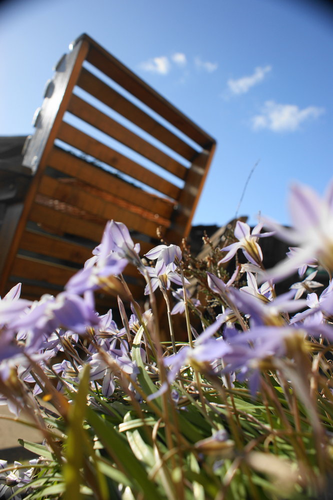 Beautiful day in the garden