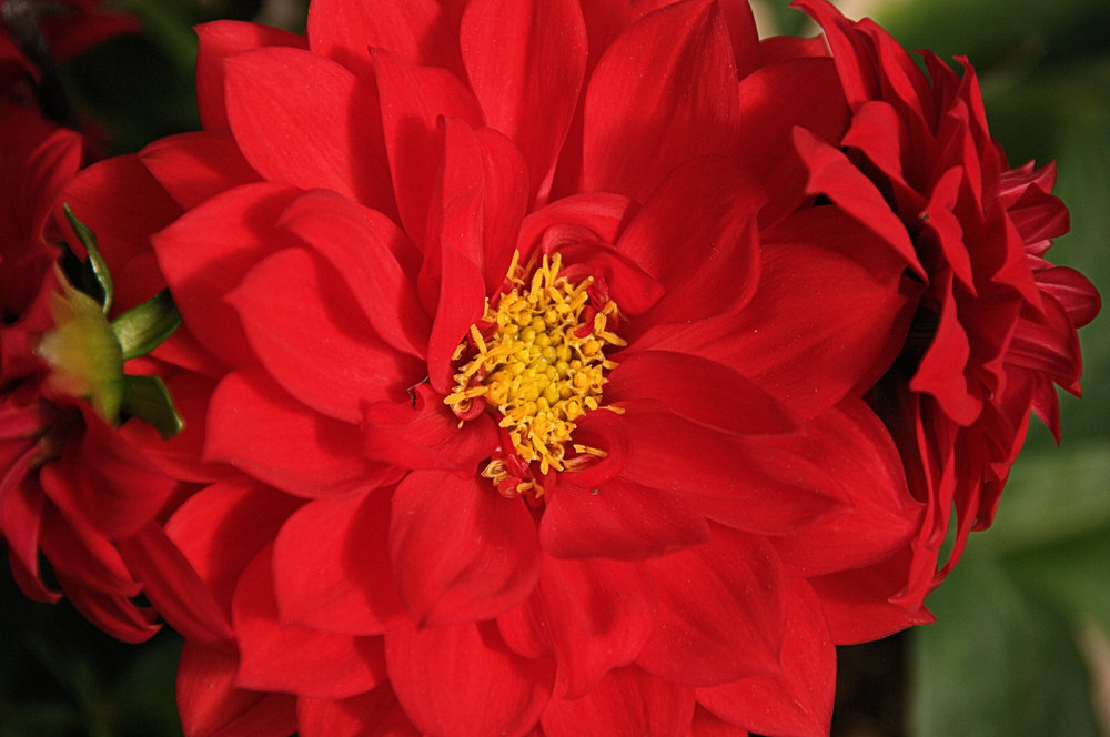 Big Red