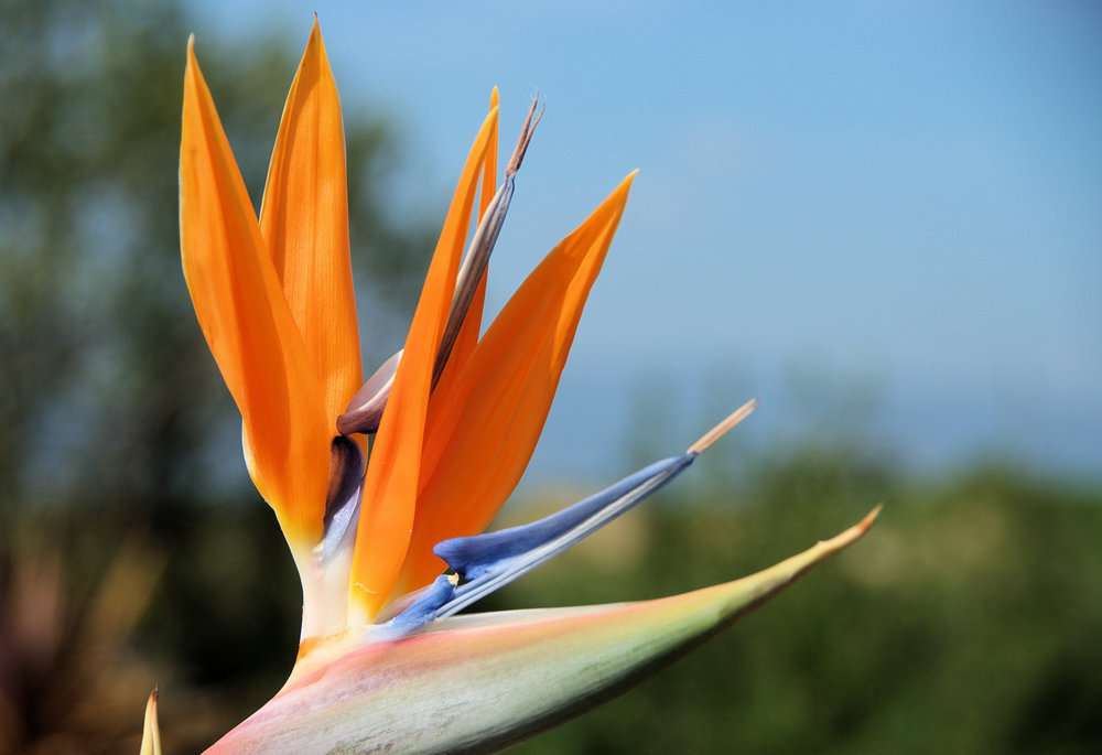 Bird of Paradise