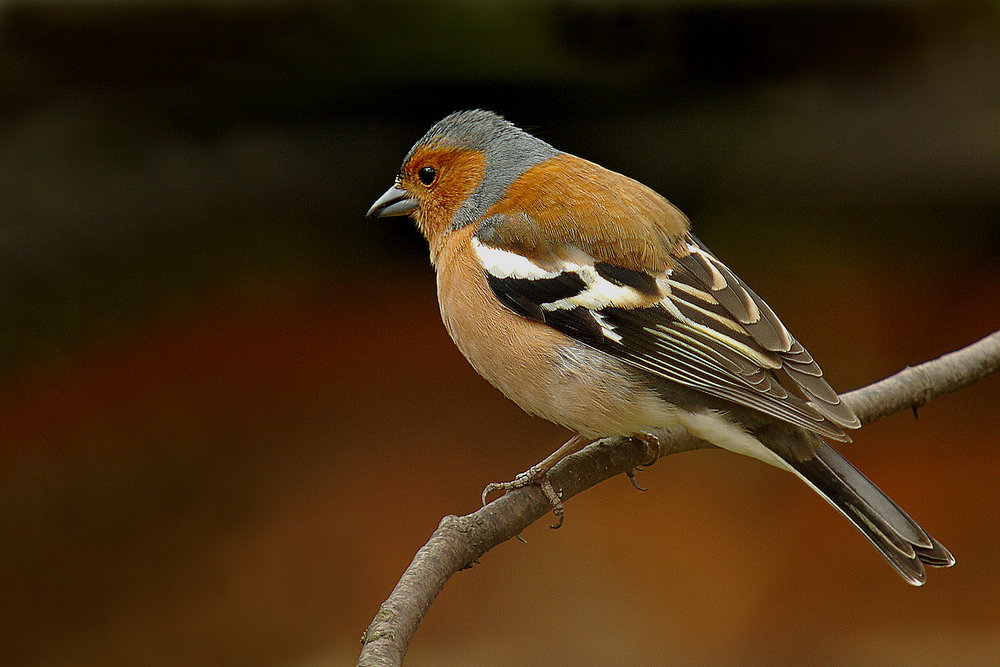Chaffinch.