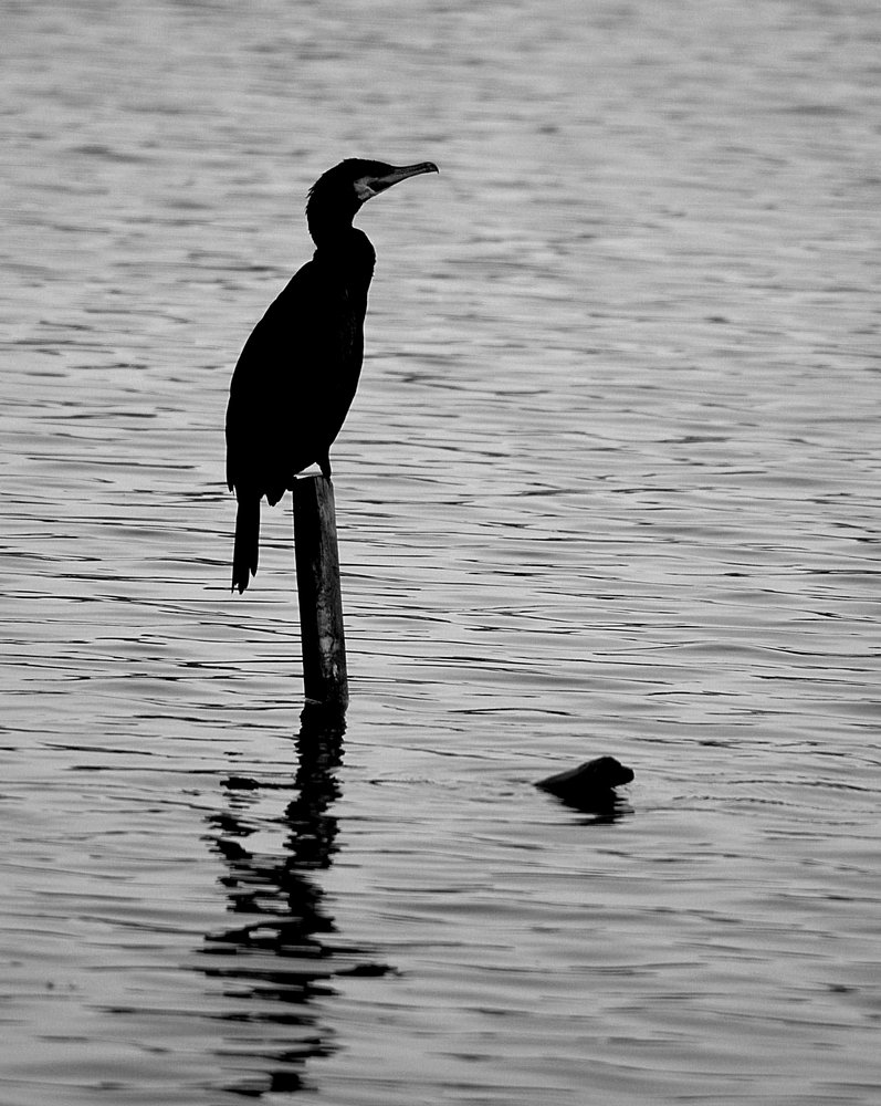 Cormorant