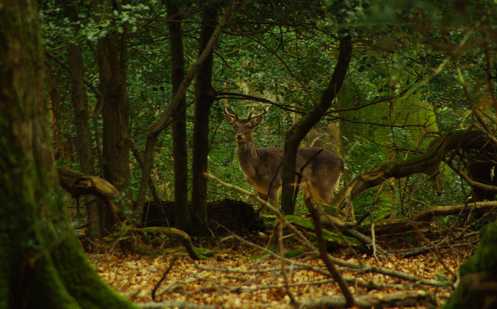Deer, New Forest