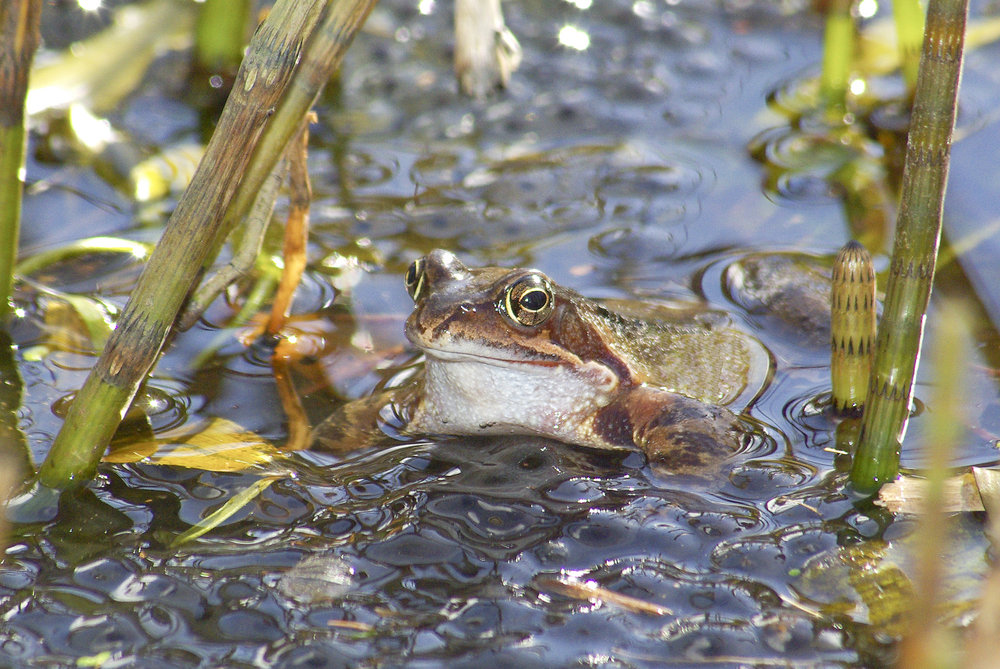 Frog on Spawn
