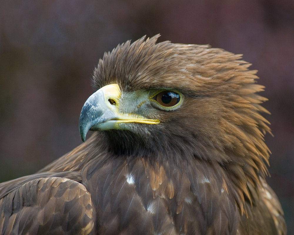Golden Eagle portrait