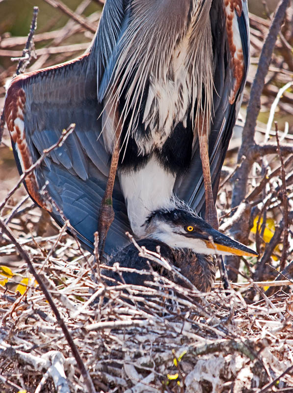 Great Blue Chick