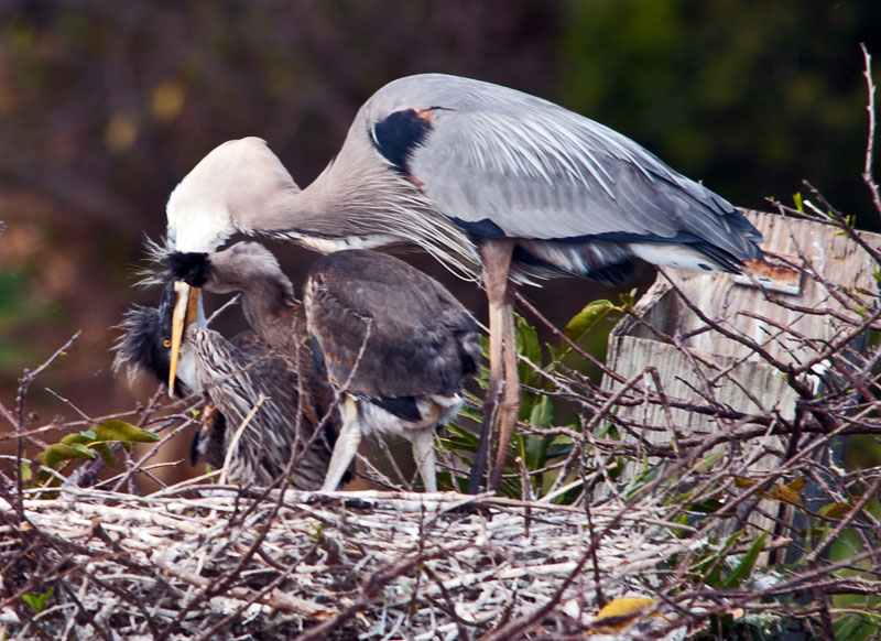 Great Blue Feeding