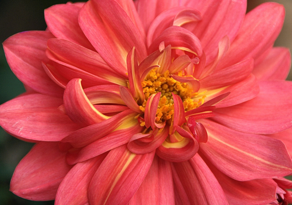 In The Pink