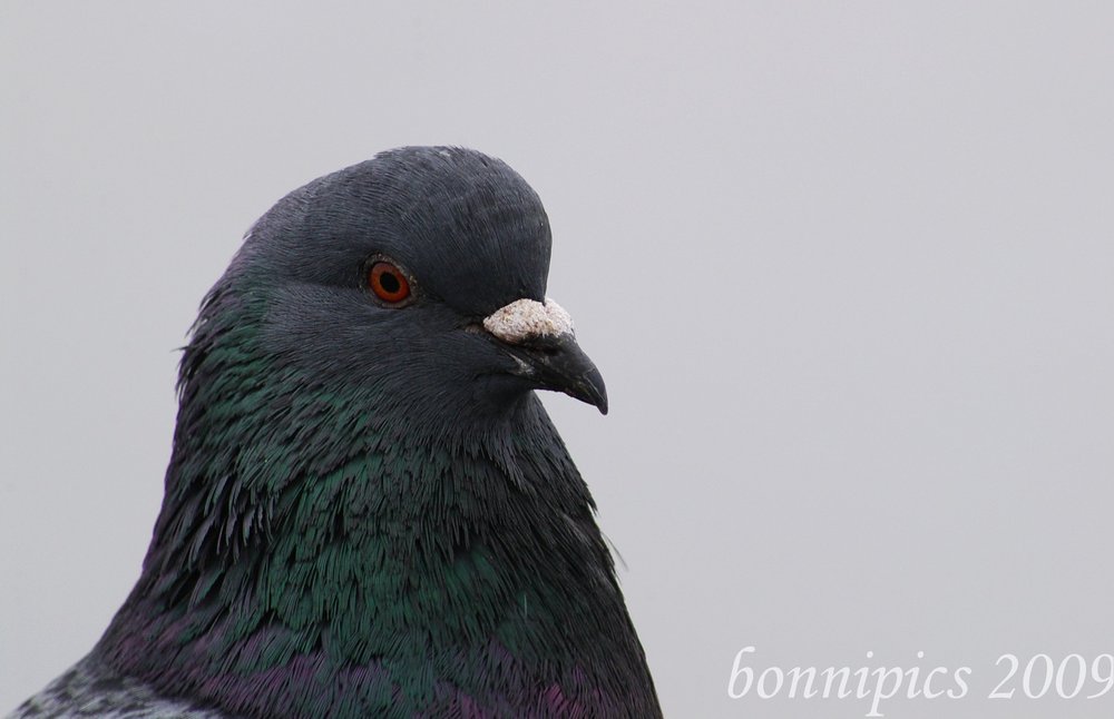 It's a Pigeon!