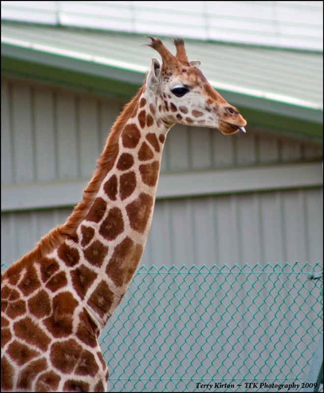 Long Neck
