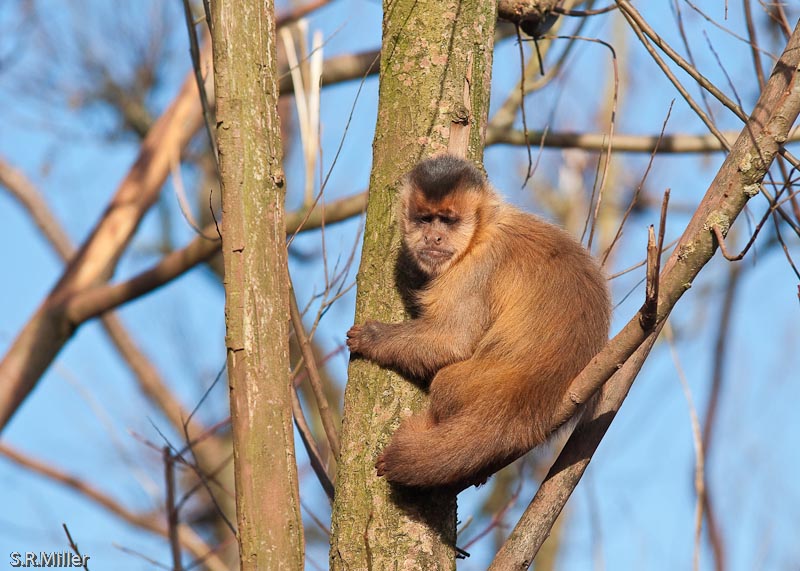 Monkey