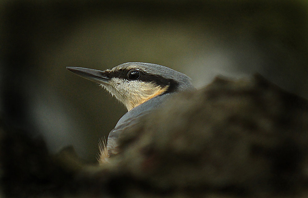 Nuthatch.