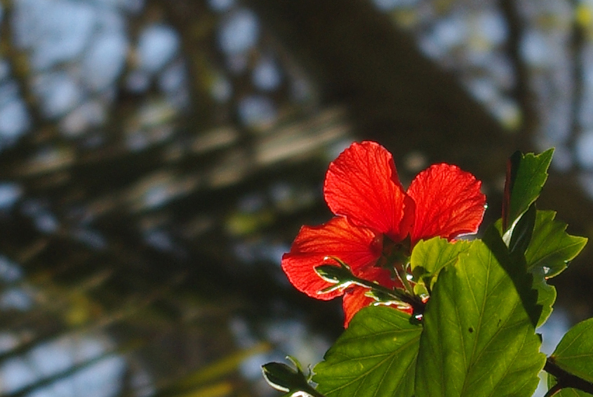Red flower