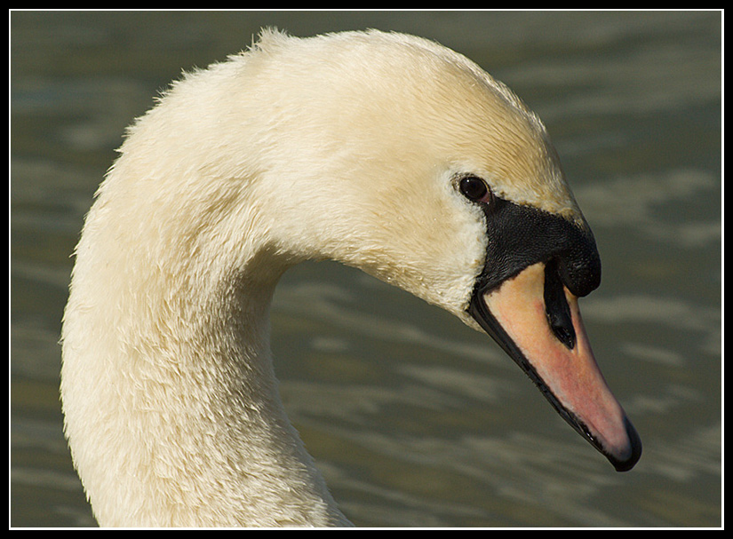 Swan.