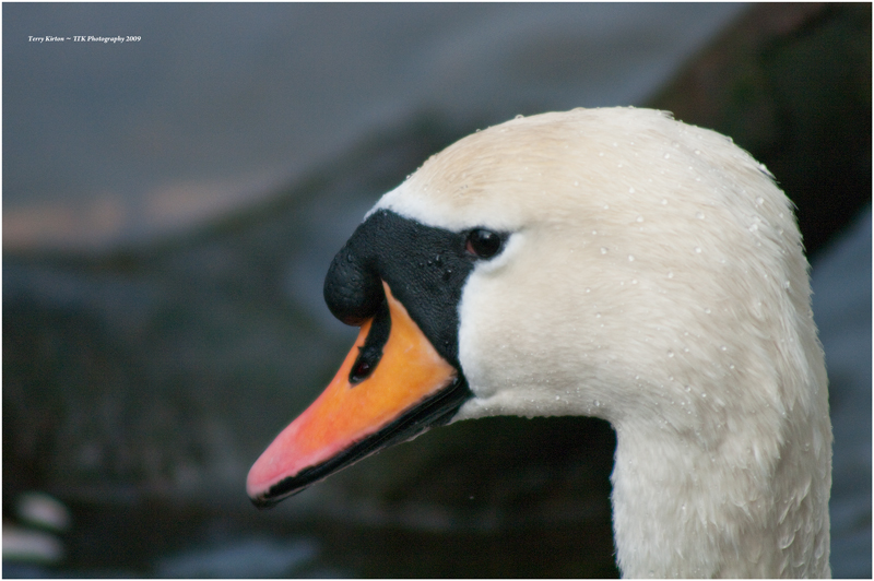 Swans Head