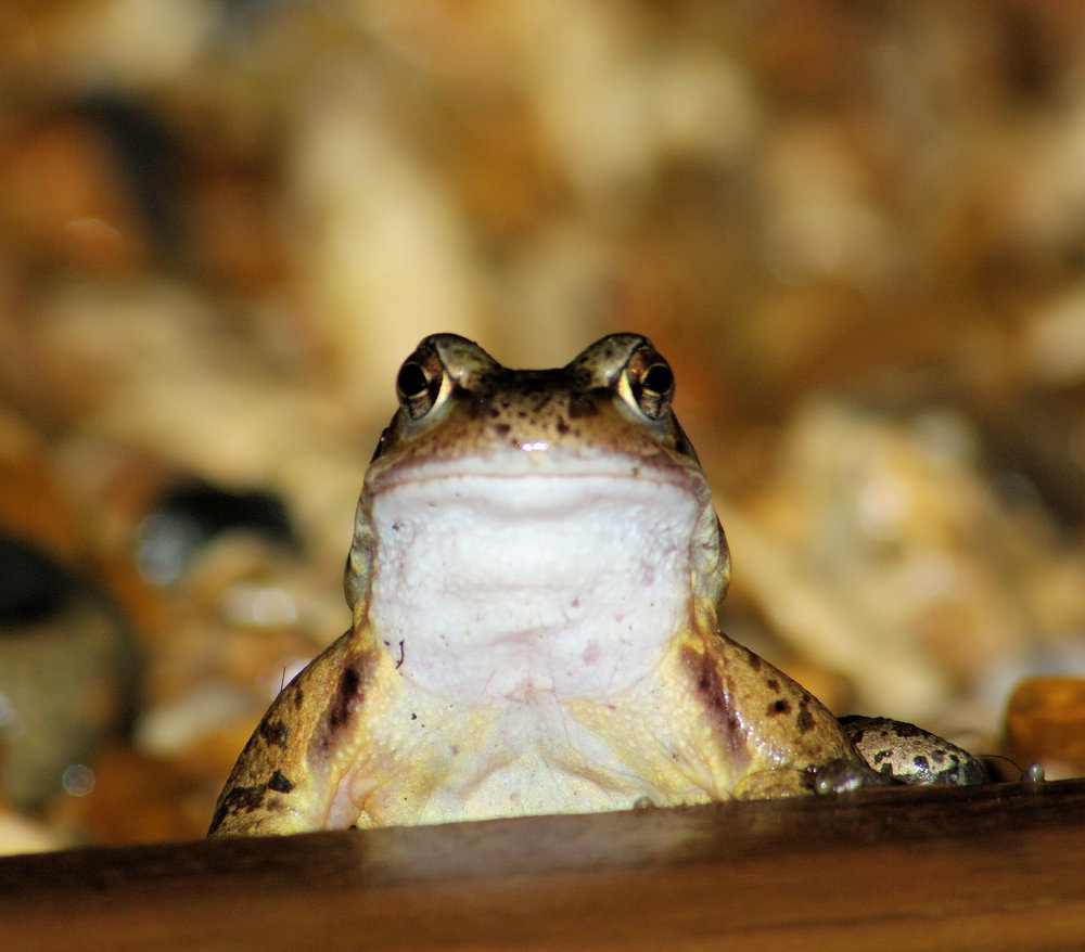Toad