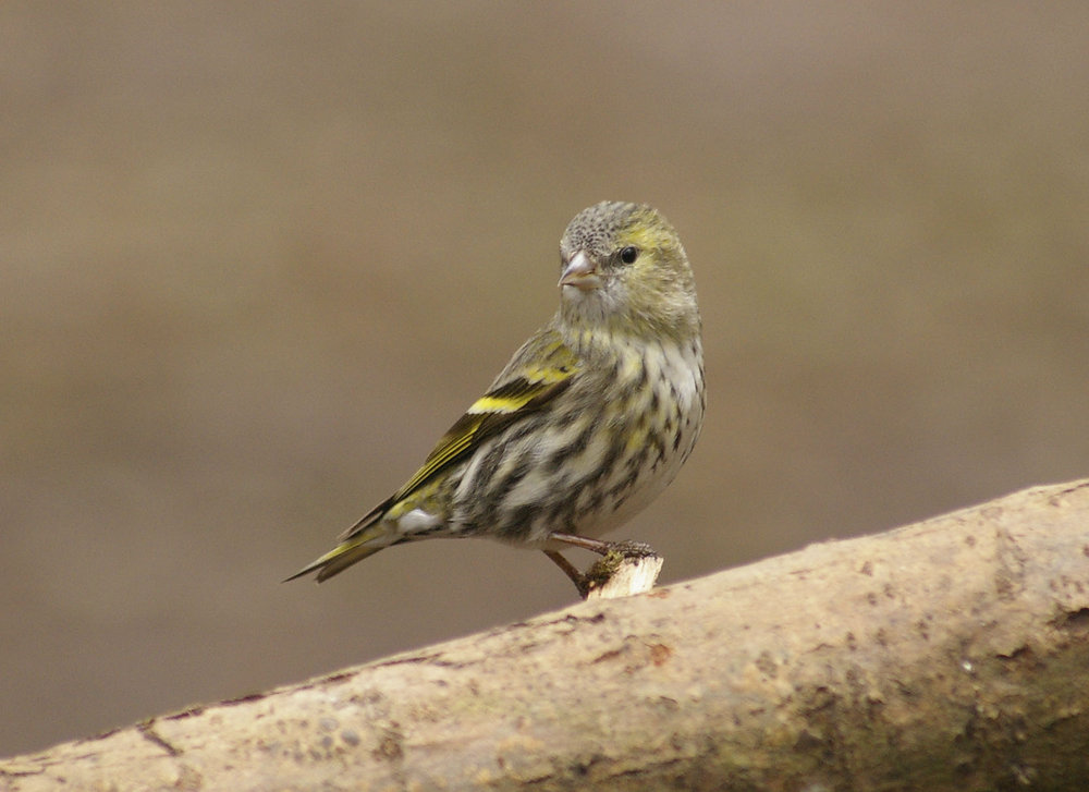 siskin