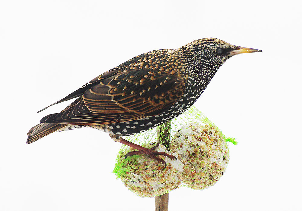 starling