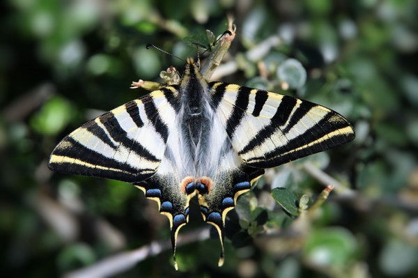 A Butterfly