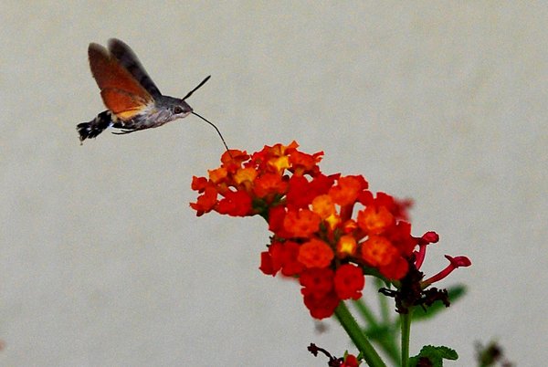 A Hummingbird Hawk Moth
