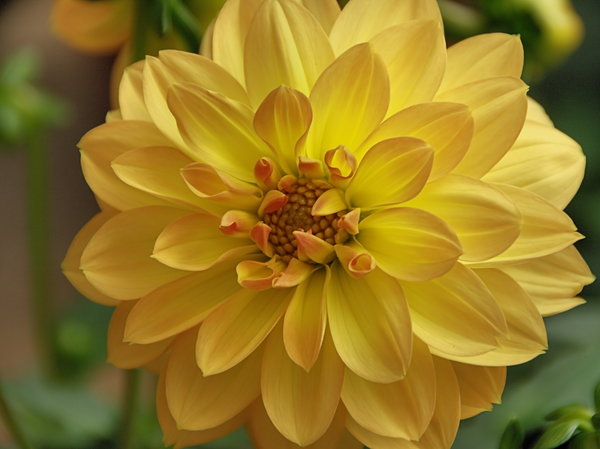 Another Yellow One