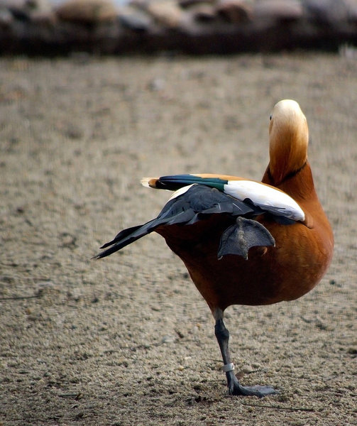 Balett