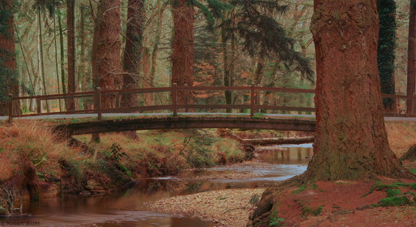 Black Water, Rhinefield, New Forest (Mk II)